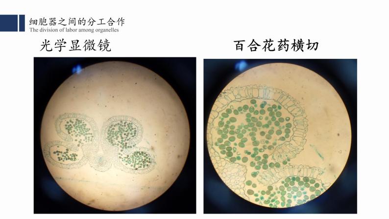 3.2.细胞器之间的分工合作课件PPT02