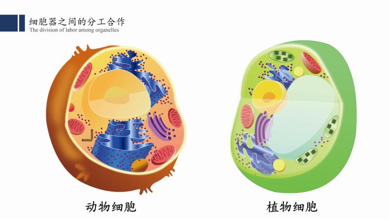 3.2.细胞器之间的分工合作课件PPT04