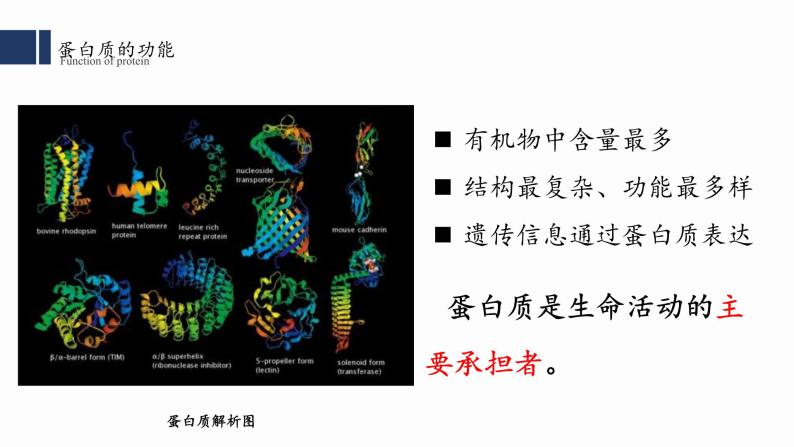 2.4.蛋白质是生命活动的主要承担者课件PPT02