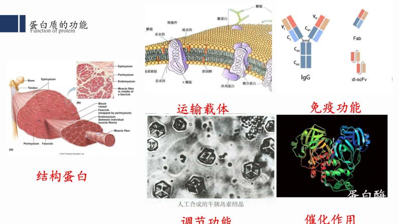 2.4.蛋白质是生命活动的主要承担者课件PPT03