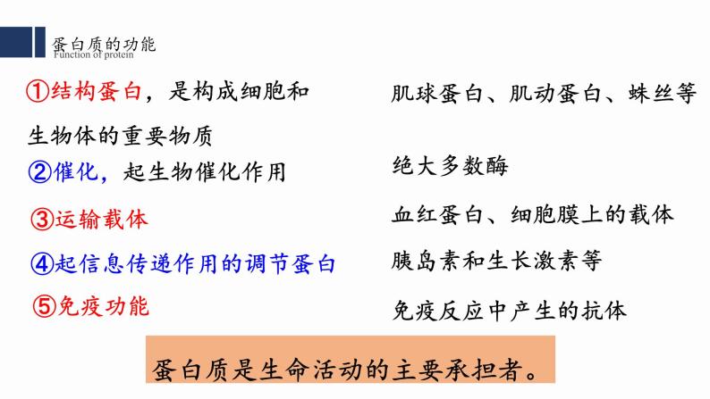 2.4.蛋白质是生命活动的主要承担者课件PPT04