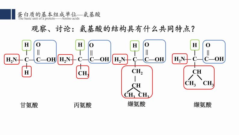 2.4.蛋白质是生命活动的主要承担者课件PPT07