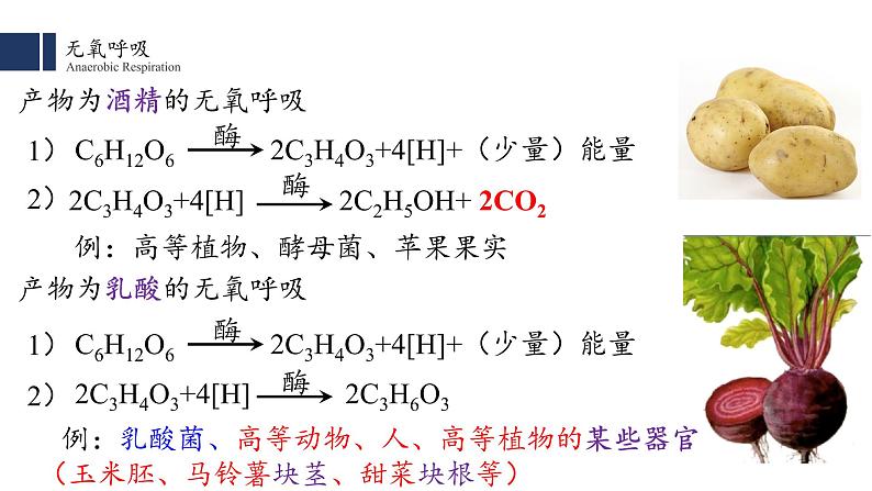 5.3.2 细胞呼吸的原理和应用 课件PPT第4页