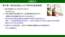 3.1 植物生长素的发现 课件 2020-2021学年人教版高二生物必修三