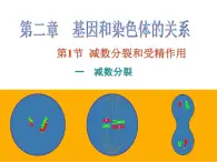 【人教版】高中生物必修二《 2.1.1 减数分裂》课件