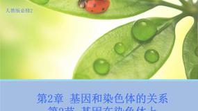 2020-2021学年第2节 基因在染色体上教学课件ppt