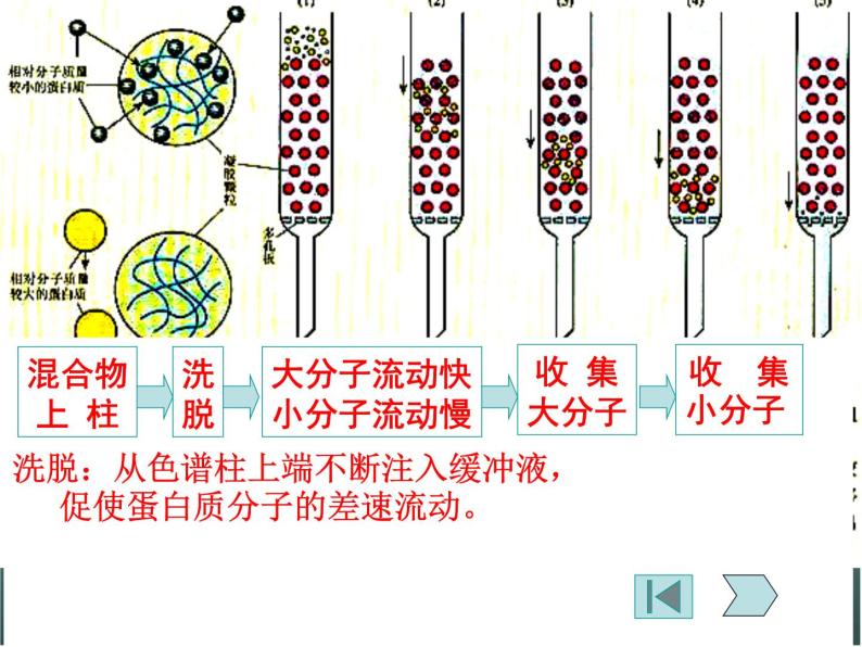 高中生物 5.3血红蛋白的提取和分离课件 新人教版选修108