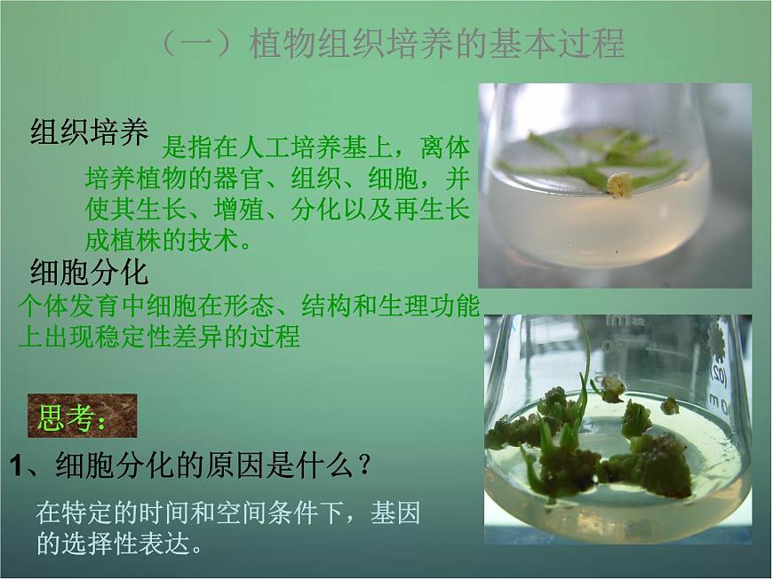 高中生物 3.1菊花的組織培養(yǎng)課件 新人教版選修1第5頁