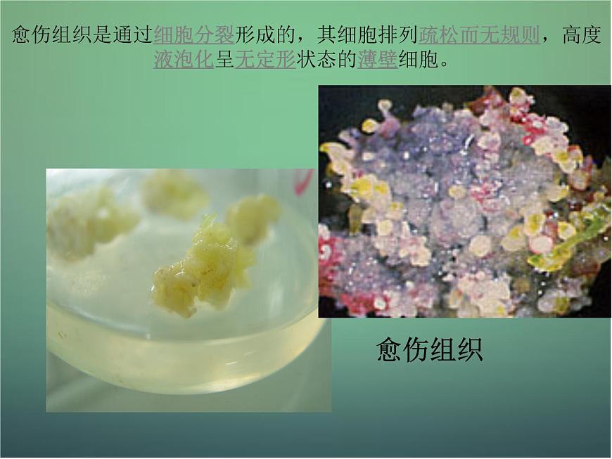 高中生物 3.1菊花的組織培養(yǎng)課件 新人教版選修1第8頁