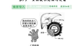 人教版 (新课标)选修2《生物科学与社会》第3章 生物科学与工业第3节 生物技术药物与疫苗图文ppt课件