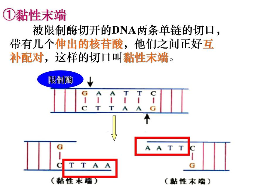 人教版高中生物選修三專題1+1-1dna重組技術(shù)的基本工具(共24張ppt)第5頁