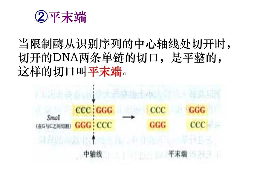 人教版高中生物選修三專題1+1-1dna重組技術(shù)的基本工具（共24張ppt）第6頁