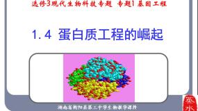 人教版 (新课标)选修3《现代生物科技专题》1.4 蛋白质工程的崛起课文ppt课件