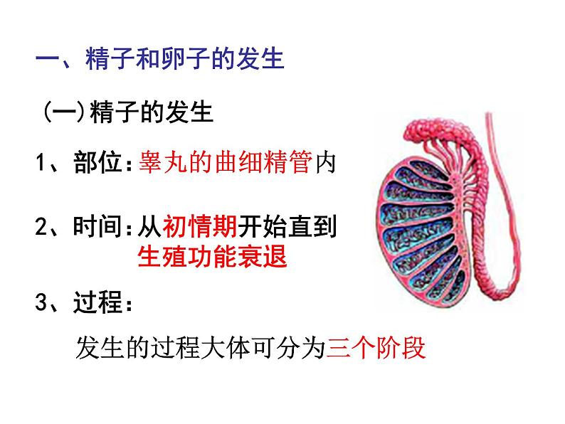 人教版高中生物选修三专题三胚胎工程++3.1+体内受精和早期胚胎发育+(共31张ppt)03