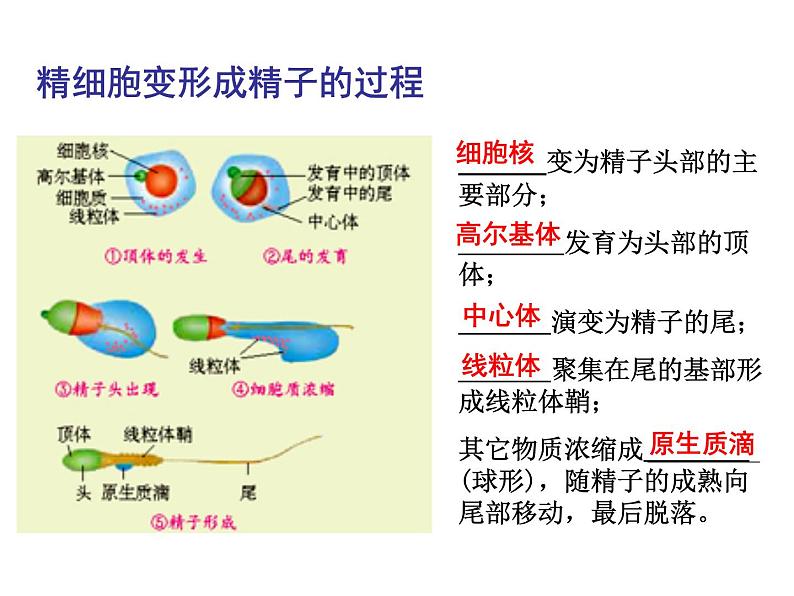 人教版高中生物选修三专题三胚胎工程++3.1+体内受精和早期胚胎发育+(共31张ppt)05
