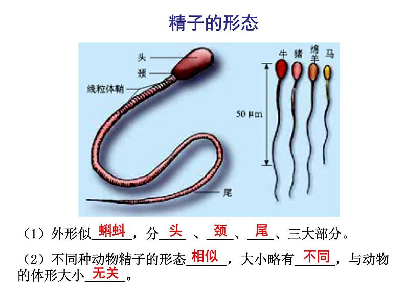 人教版高中生物选修三专题三胚胎工程++3.1+体内受精和早期胚胎发育+(共31张ppt)06