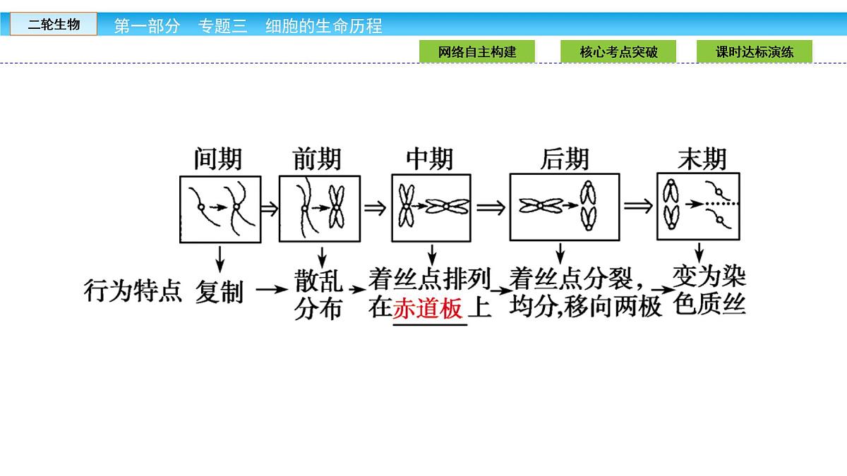 高三生物大二轮专题复习课件:专题三 细胞的生命历程3.1第8页