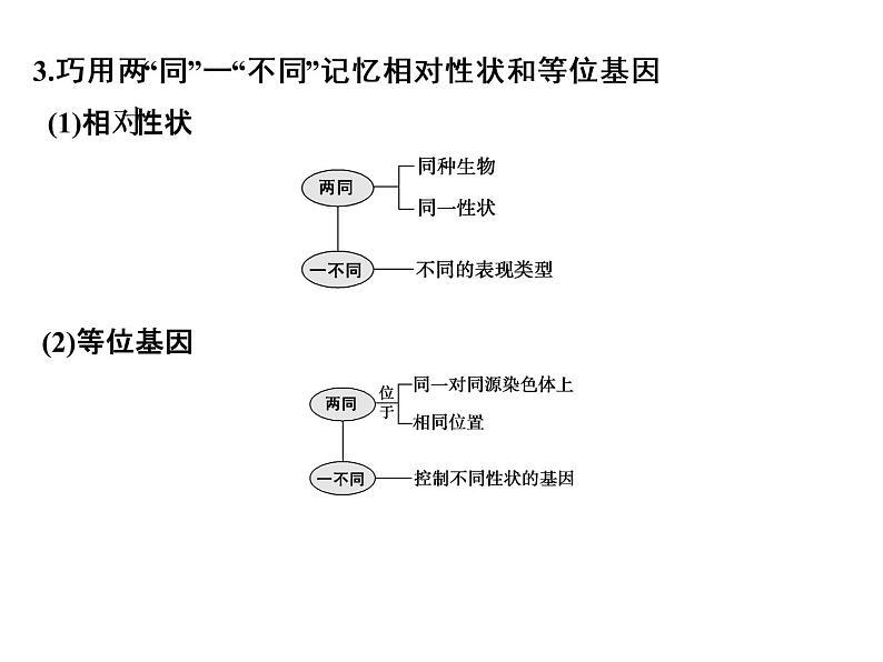 高考生物一轮总复习课件:专题10 基因的分离定律和自由组合定律第5页