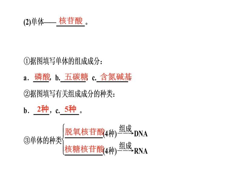高考生物一轮复习（通用版）课件：第1单元-第3讲细胞中的核酸、糖类和脂质03