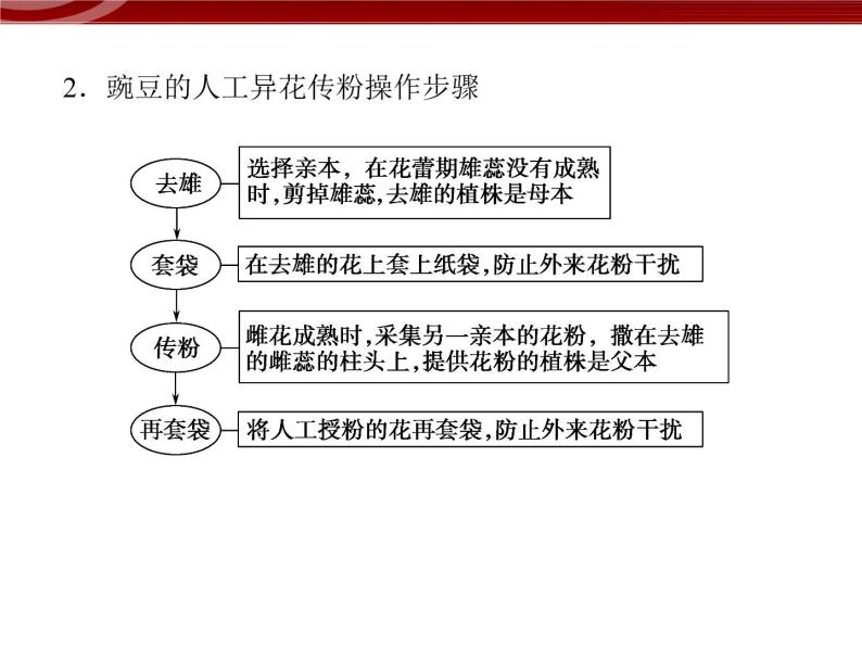 高效课堂同步课件：1-1-1孟德尔的豌豆杂交实验（一）（必修2）07