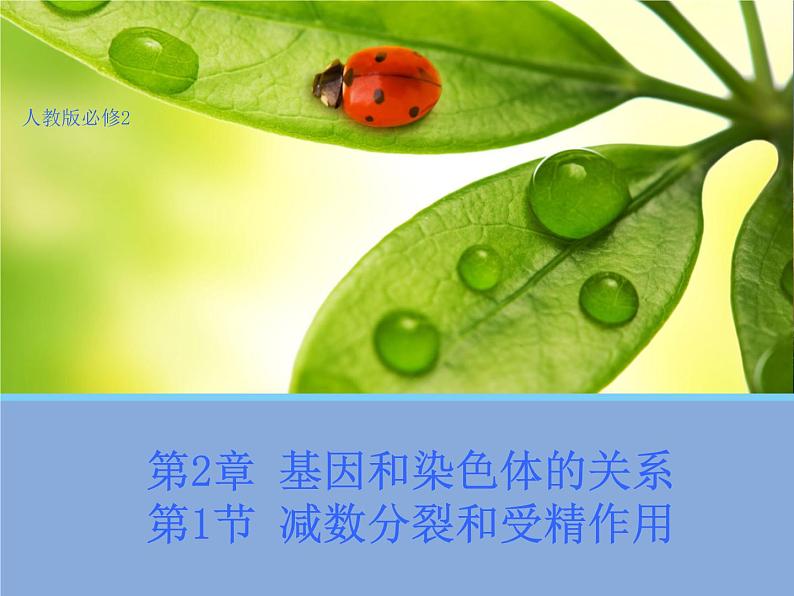 高中人教版生物必修2教学课件:2.1 减数分裂和受精作用1第1页