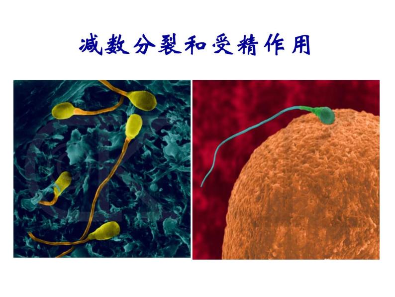 高中人教版生物必修2教学课件：2.1 减数分裂和受精作用102