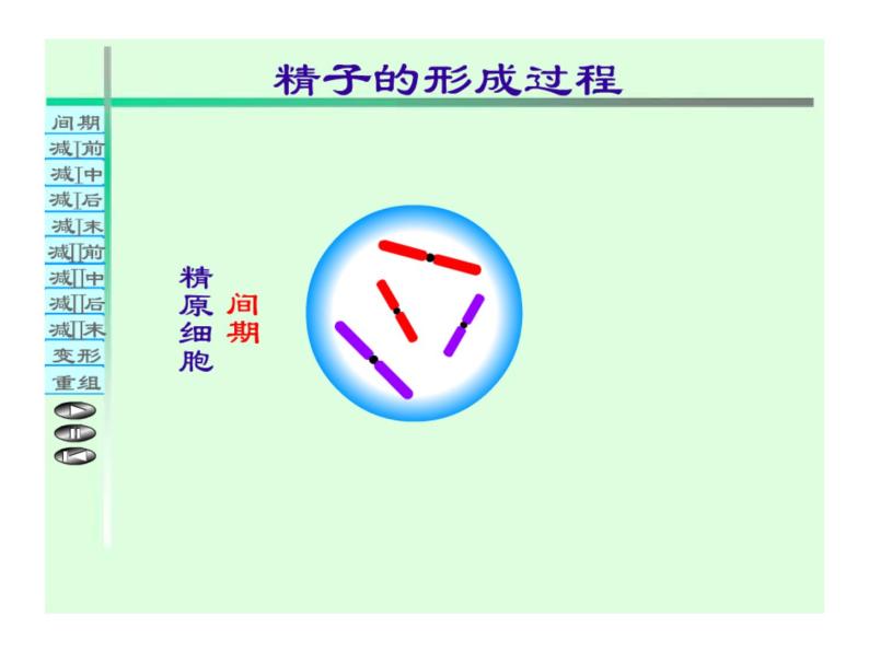 高中人教版生物必修2教学课件：2.1 减数分裂和受精作用106