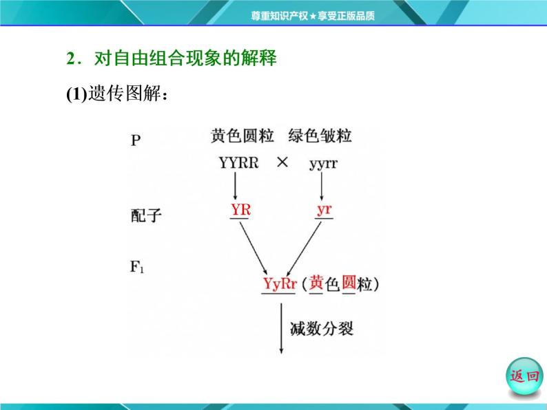 人教版必修2课件 第1章 第2节 孟德尔豌豆杂交试验(二)06