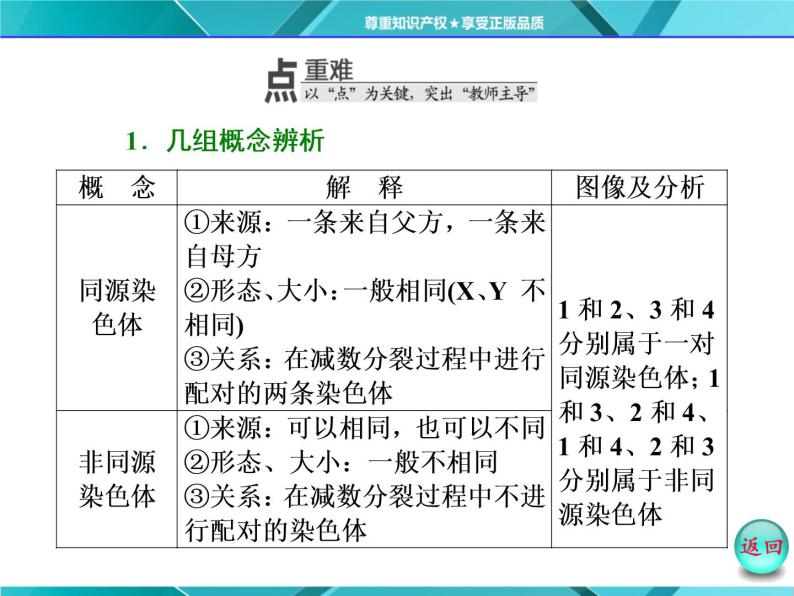 人教版必修2课件 第2章 第1节 第1课时 减数分裂与精子的形成过程08