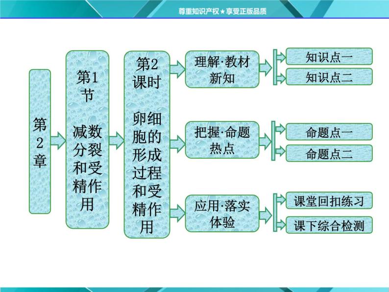 人教版必修2课件 第2章 第1节 第2课时 卵细胞的形成过程和受精作用01