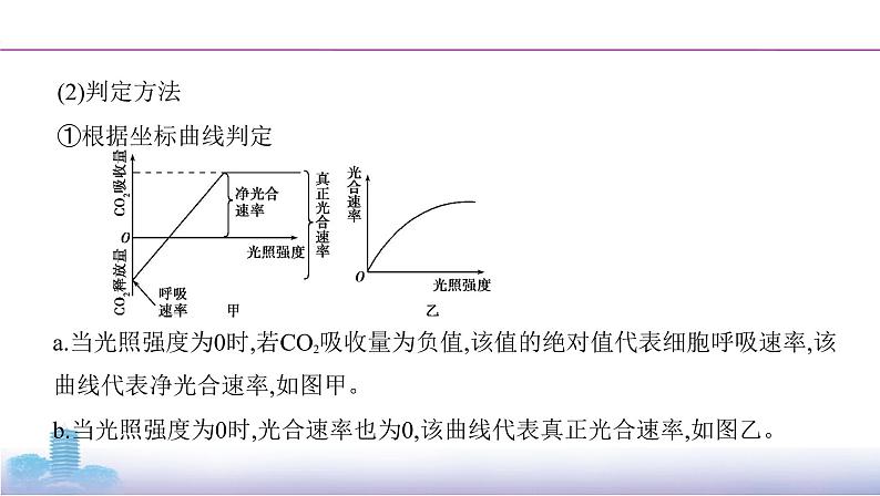 高考一轮复习拓展微课3 光合速率与呼吸速率的模型分析与实验测定课件PPT03