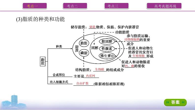 高考一轮复习第3讲 细胞中的蛋白质、核酸、糖类和脂质课件PPT第4页