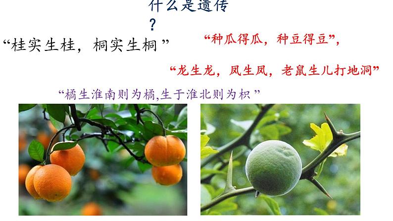人教版2019必修2 1.1.1 孟德尔的豌豆杂交实验(一)课件PPT01