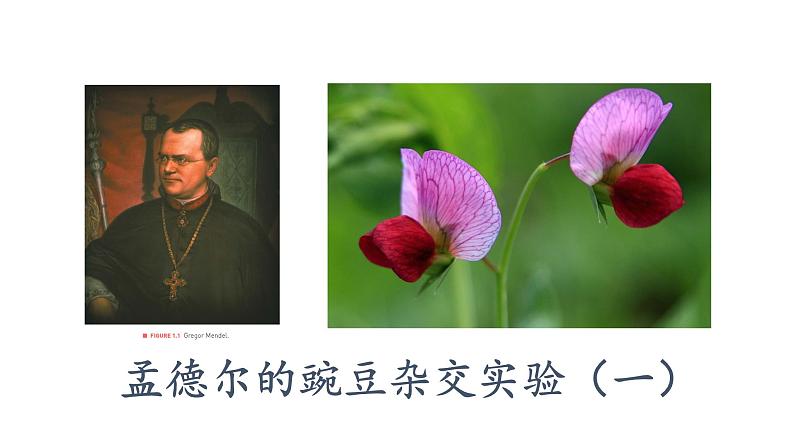 人教版2019必修2 1.1.1 孟德尔的豌豆杂交实验(一)课件PPT03