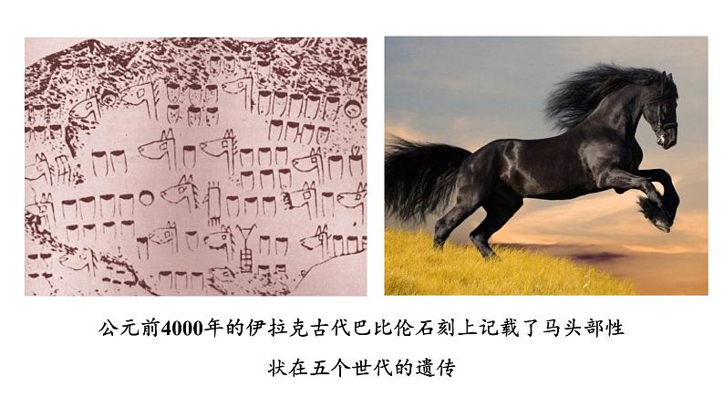 人教版2019必修2 1.1.1 孟德尔的豌豆杂交实验(一)课件PPT06