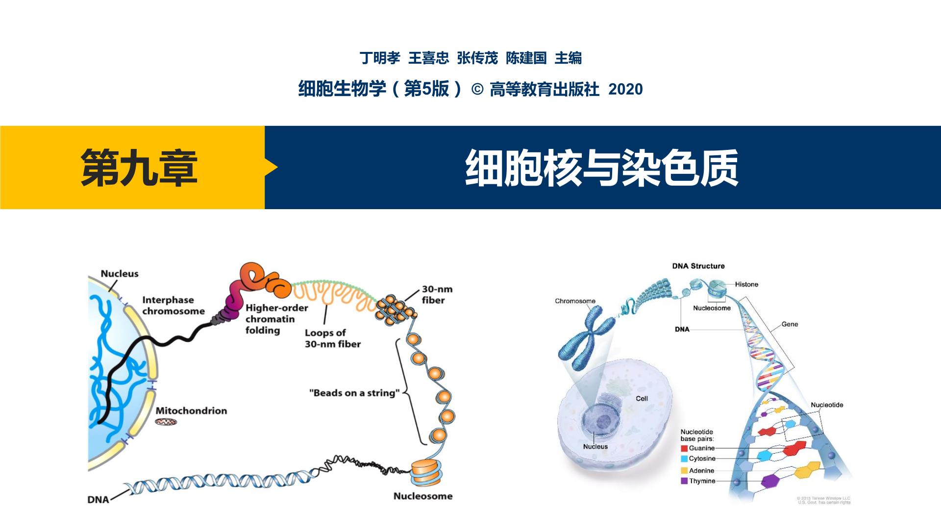 第09章 细胞核与染色质课件PPT