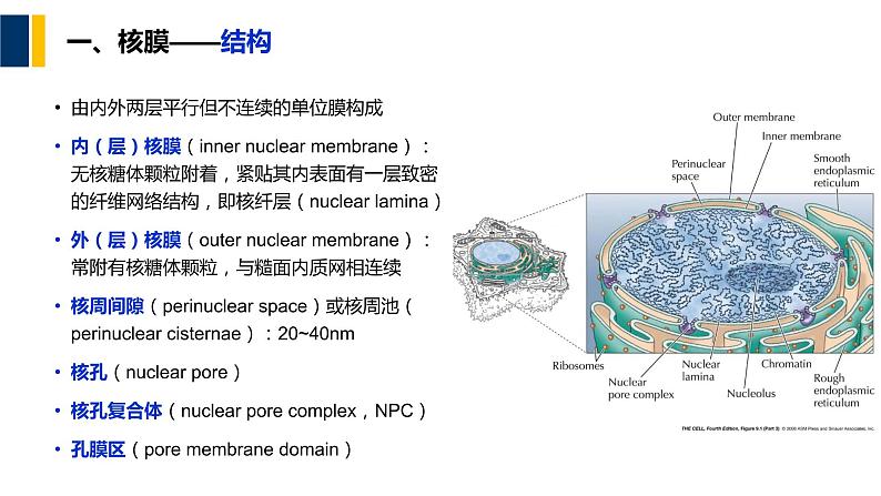 第09章 细胞核与染色质课件PPT第5页