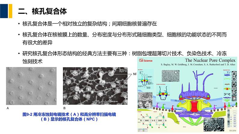 第09章 细胞核与染色质课件PPT第8页