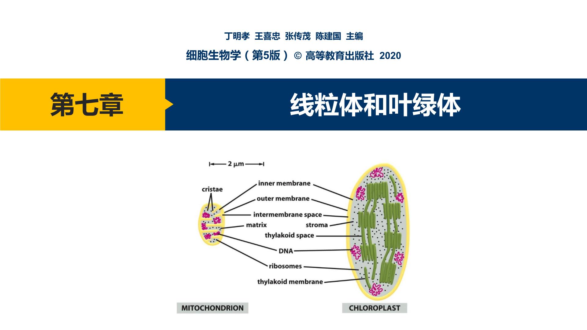 第07章 线粒体和叶绿体课件PPT