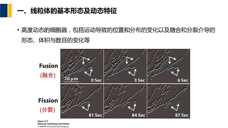 第07章 线粒体和叶绿体课件PPT第4页