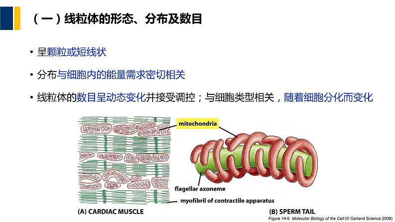 第07章 线粒体和叶绿体课件PPT第5页