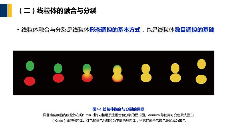 第07章 线粒体和叶绿体课件PPT第6页