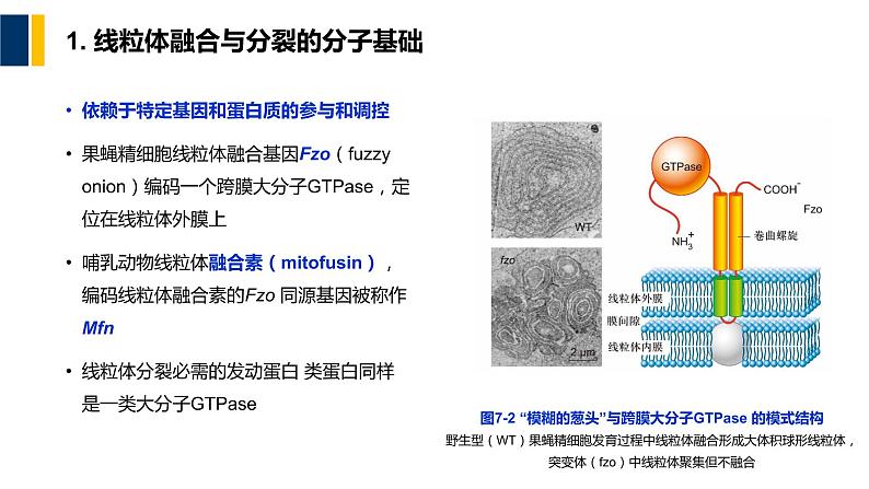 第07章 线粒体和叶绿体课件PPT第7页