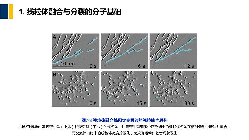 第07章 线粒体和叶绿体课件PPT第8页