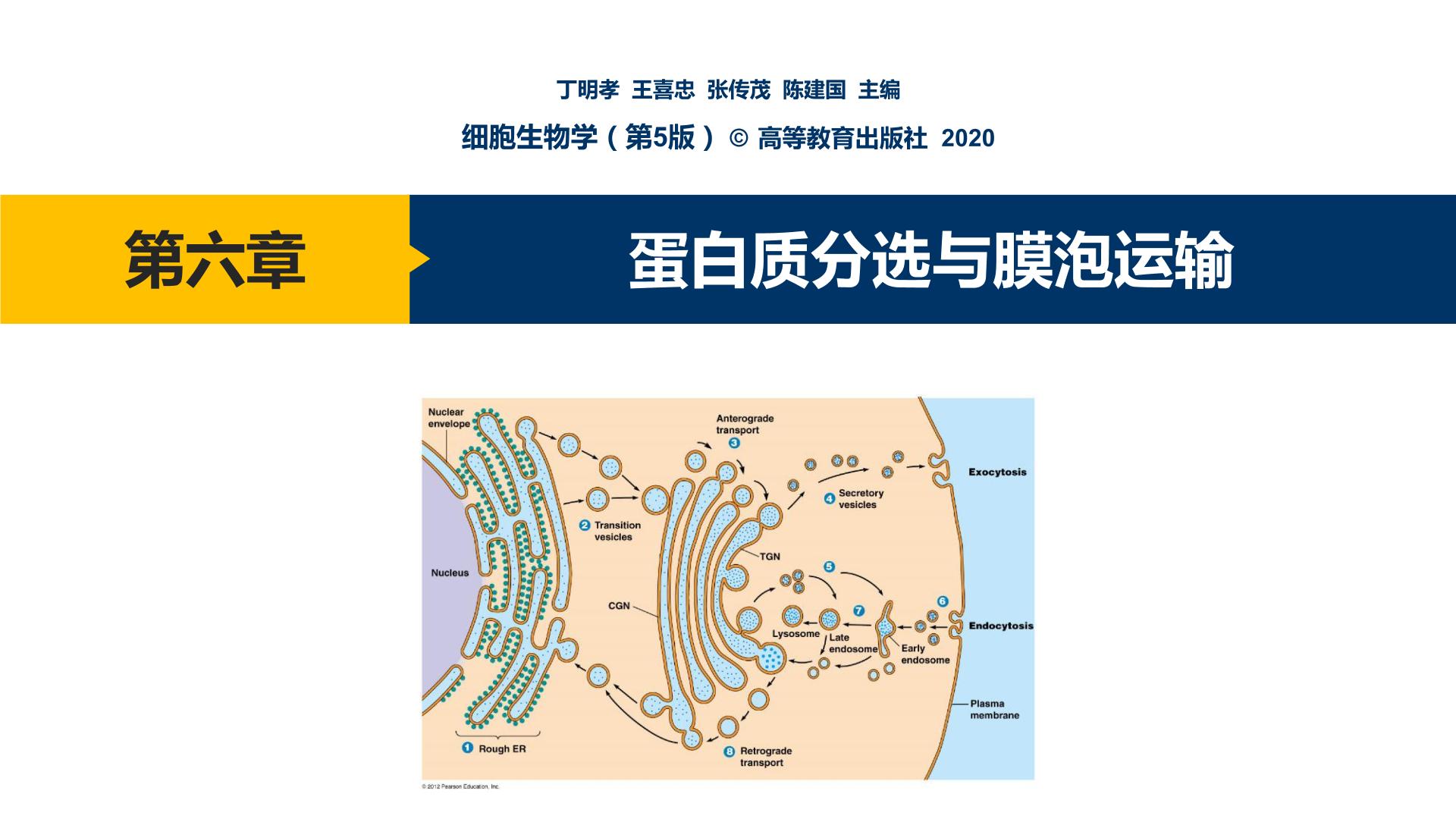 第06章 蛋白质分选与膜泡运输课件PPT