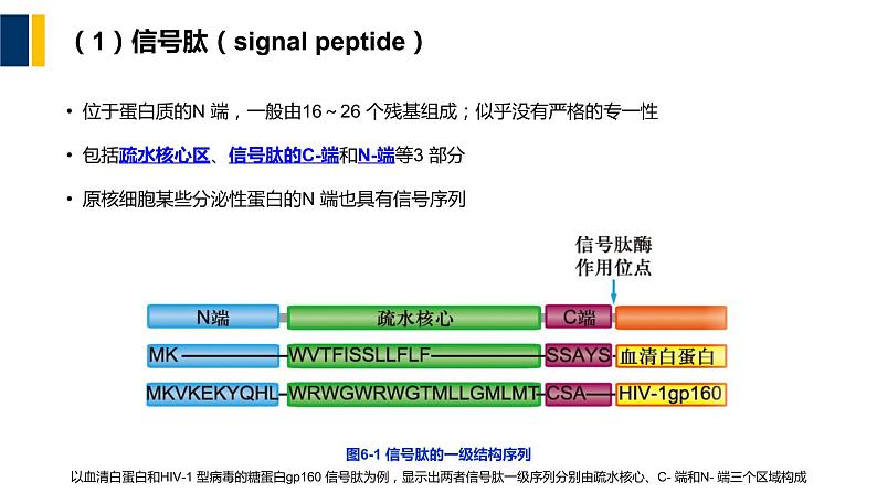 第06章 蛋白质分选与膜泡运输课件PPT08