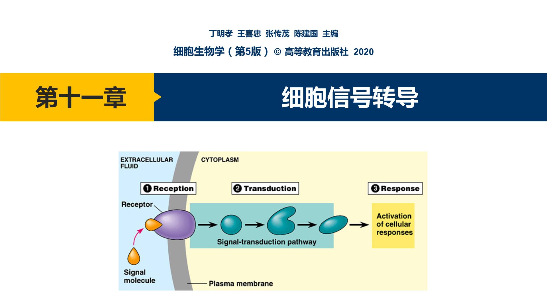 第11章 细胞信号转导课件PPT