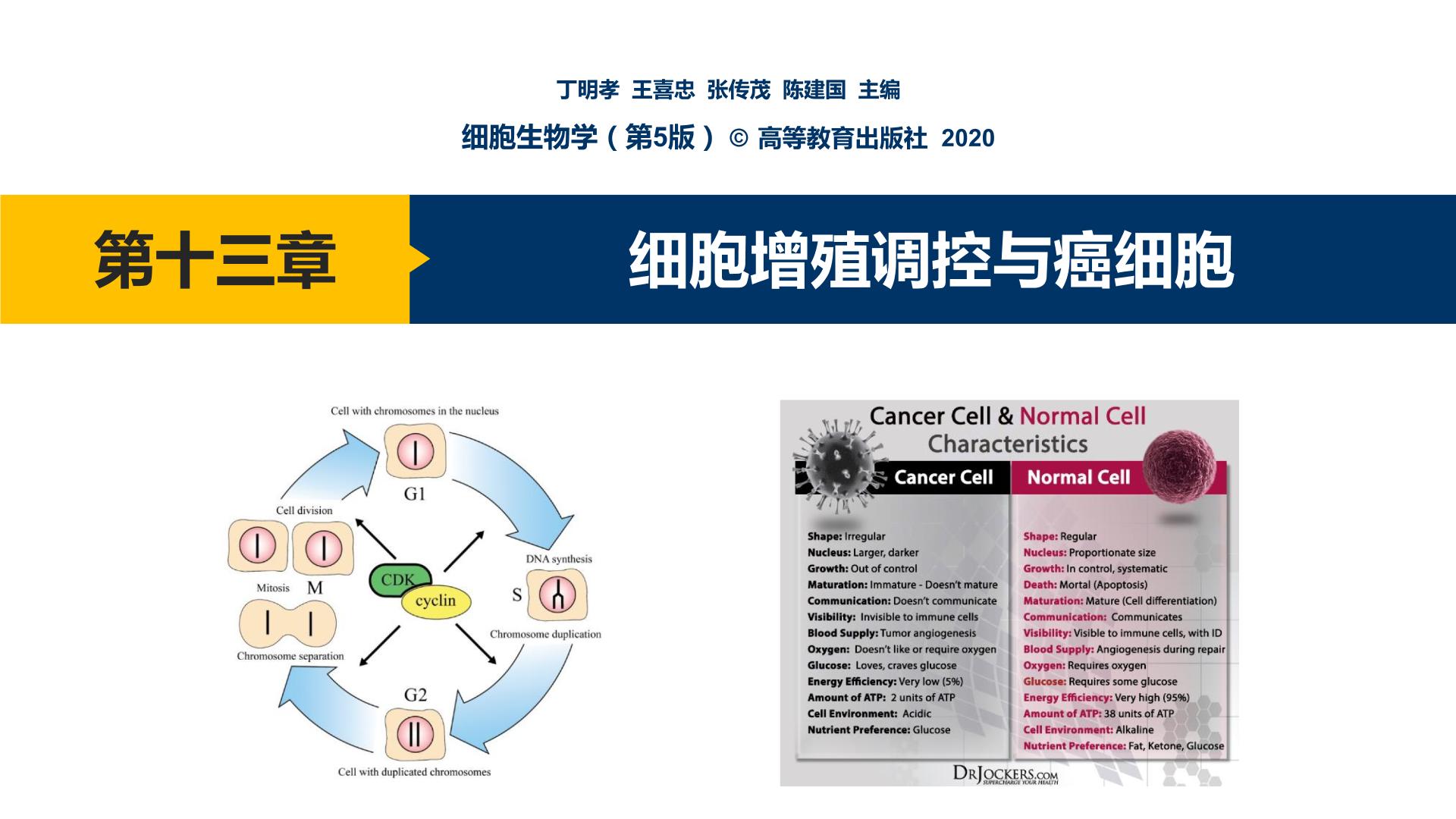 第13章 细胞增殖调控与癌细胞课件PPT