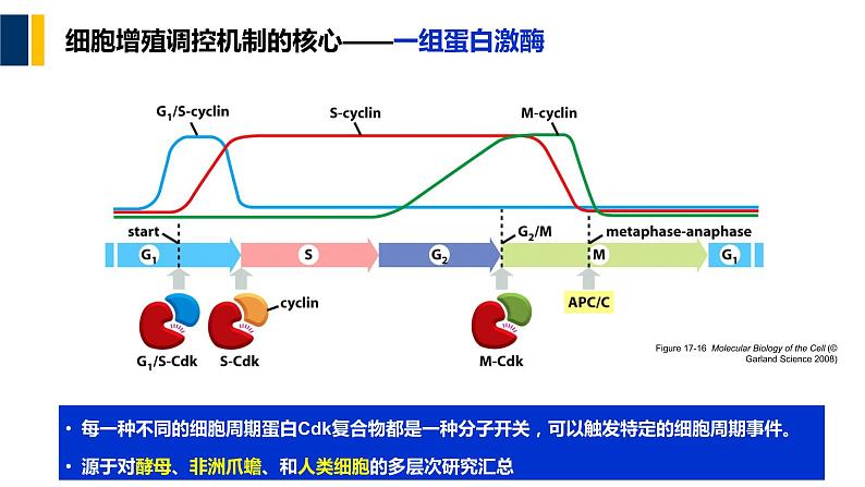 第13章 细胞增殖调控与癌细胞课件PPT05