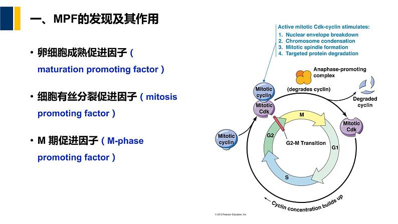 第13章 细胞增殖调控与癌细胞课件PPT06